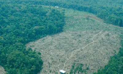 Extinción especies Colombia — Impacto del conflicto armado: 44 especies en riesgo de extinción en Colombia