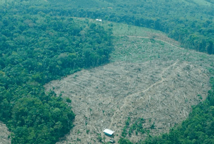 Extinción especies Colombia — Impacto del conflicto armado: 44 especies en riesgo de extinción en Colombia