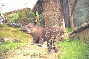 dantas amazónicas Ukumarí — Dantas Amazónicas Ukumarí: Embajadoras de Conservación en Colombia
