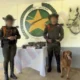 perro antidroga detecta envío — Perro antidroga detecta envío cargado de cocaína en Pereira