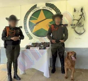 perro antidroga detecta envío — Perro antidroga detecta envío cargado de cocaína en Pereira