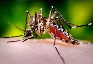 Vigilancia digital dengue — Quindío impulsa vigilancia digital dengue para la prevención