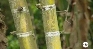 Poesía Flor de María — Antología "Balsa de Guadua Biche" difunde Poesía Flor de María Montes