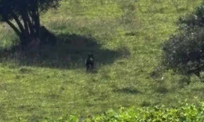 Avistamiento oso andino La Calera — Avistamiento oso andino La Calera: Autoridades activan protocolo de protección