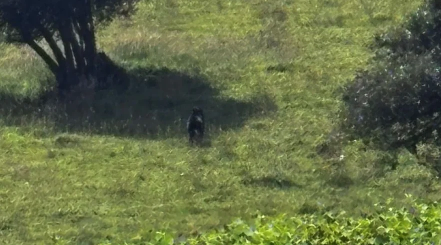 Avistamiento oso andino La Calera — Avistamiento oso andino La Calera: Autoridades activan protocolo de protección