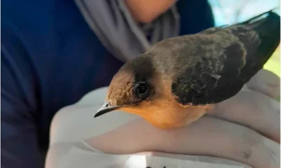 Nuevas especies parásitos — Biólogo Colombiano Identifica Tres Nuevas Especies Parásitos en Tolima