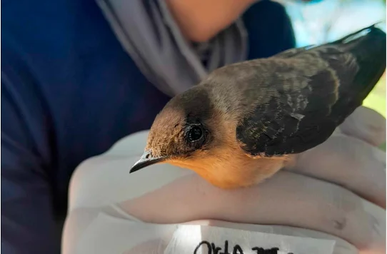 Nuevas especies parásitos — Biólogo Colombiano Identifica Tres Nuevas Especies Parásitos en Tolima