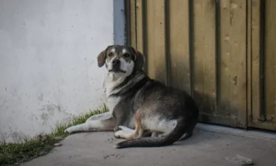 esterilización animales Bogotá — Esterilización animales Bogotá: Graves incumplimientos en metas para 2026