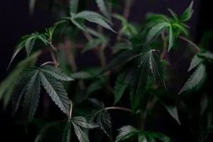 Conversaciones sobre cannabis Barcelona — Barcelona: Las Conversaciones sobre Cannabis se Inscriben en la Transformación S