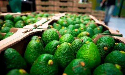 potencial exportador agroindustria — Hoja de Ruta para Impulsar el Potencial Exportador Agroindustria en Colombia