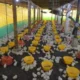 producción avícola Risaralda — Producción Avícola Risaralda: Potencial de Crecimiento y Exportación