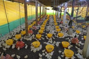 producción avícola Risaralda — Producción Avícola Risaralda: Potencial de Crecimiento y Exportación