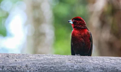Meta avistamiento aves — Meta lidera Global Big Day 2026 en avistamiento de aves