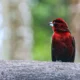 Meta avistamiento aves — Meta lidera Global Big Day 2026 en avistamiento de aves