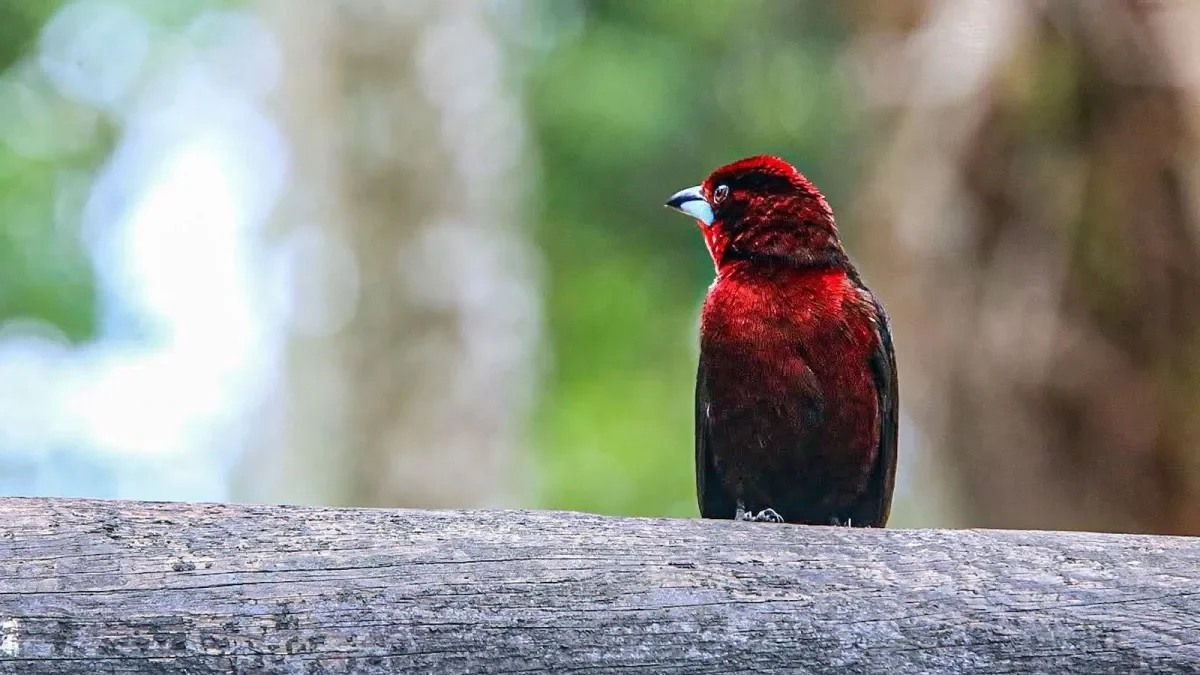 Meta avistamiento aves — Meta lidera Global Big Day 2026 en avistamiento de aves