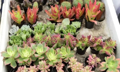 extinción especies plantas — Alerta global: Extinción de especies plantas amenaza al 7% para 2100