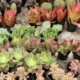 extinción especies plantas — Alerta global: Extinción de especies plantas amenaza al 7% para 2100