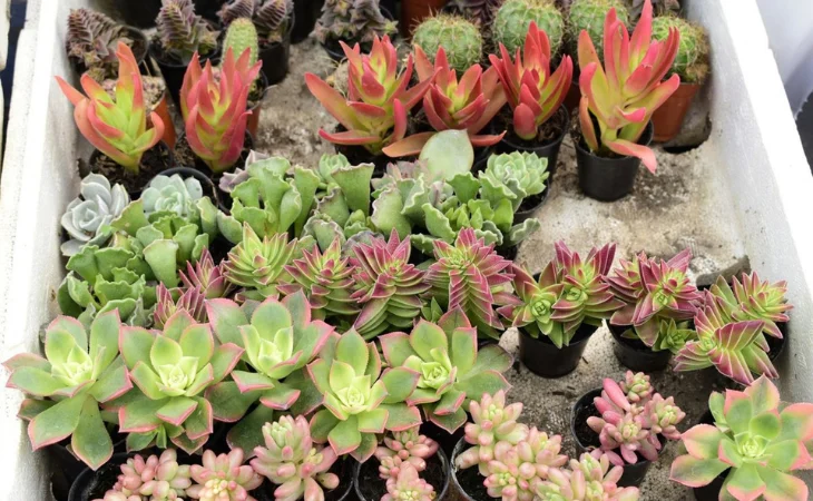 extinción especies plantas — Alerta global: Extinción de especies plantas amenaza al 7% para 2100