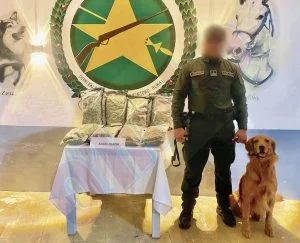 Perro policía marihuana — Perro policía marihuana: Hallazgo en envíos de mensajería en el Eje Cafetero
