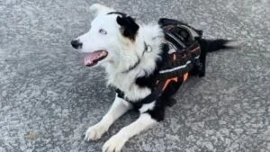 Tsunami perro rescatista — Tsunami, el perro rescatista que inspira esperanza en Venezuela