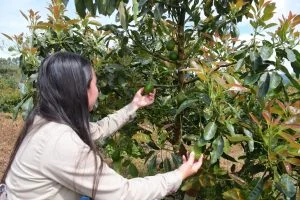 exportaciones Risaralda — Exportaciones de Risaralda Cayeron 18.1% en Mayo de 2026