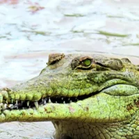 cocodrilos para prisiones — Israel evalúa cocodrilos para reforzar seguridad en prisiones