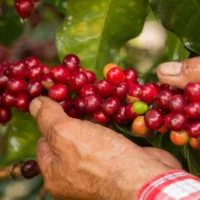 Prórroga Fondo Nacional Café — Gobierno Nacional y Fedecafé Extienden Administración del Fondo Nacional del Caf