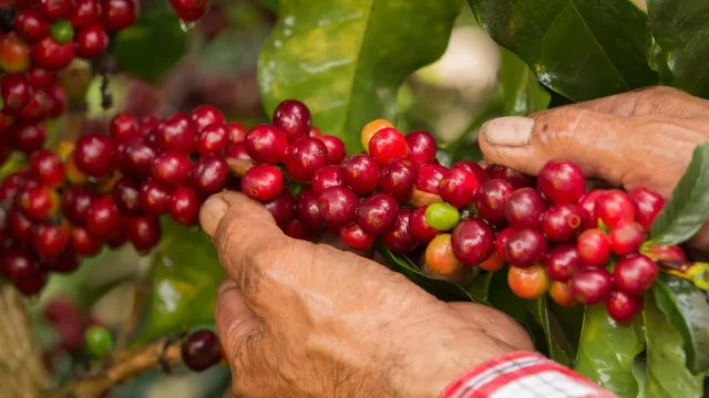 Prórroga Fondo Nacional Café — Gobierno Nacional y Fedecafé Extienden Administración del Fondo Nacional del Caf