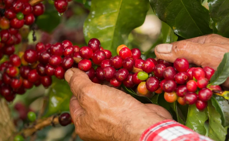 Prórroga Fondo Nacional Café — Gobierno Nacional y Fedecafé Extienden Administración del Fondo Nacional del Caf