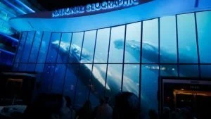 Museo National Geographic — Washington D.C. inaugura el nuevo Museo National Geographic: 138 años de explora