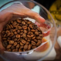 reversión bonanza cafetera — La reversión bonanza cafetera golpea a miles de familias en Colombia