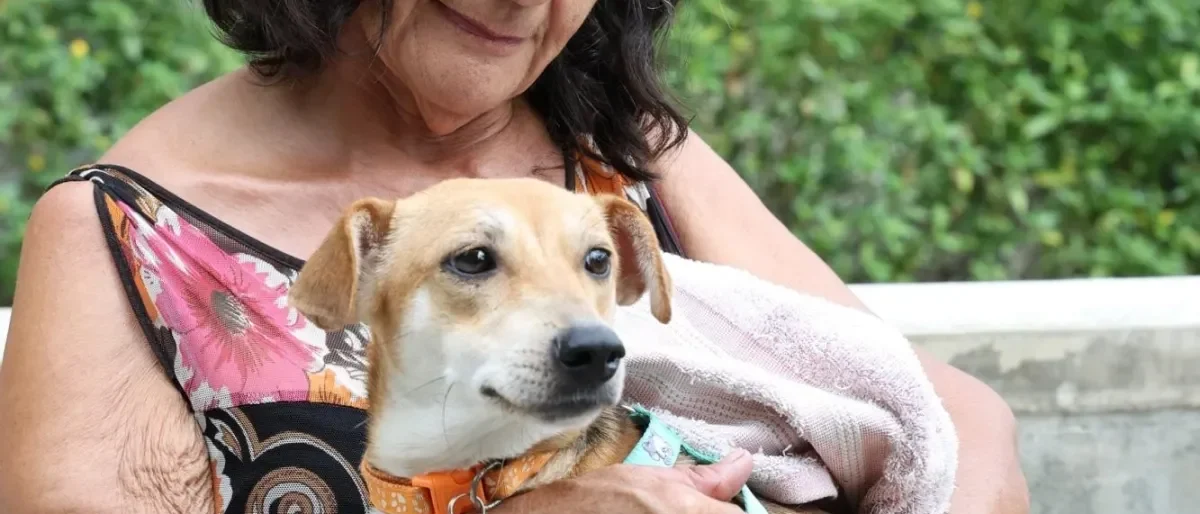 mascotas rescatadas Cali — Mascotas Rescatadas Cali: 70 animales buscan hogar tras devastador terremoto