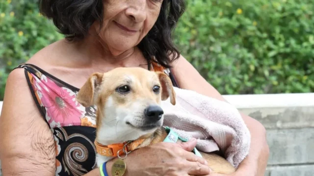 mascotas rescatadas Cali — Mascotas Rescatadas Cali: 70 animales buscan hogar tras devastador terremoto