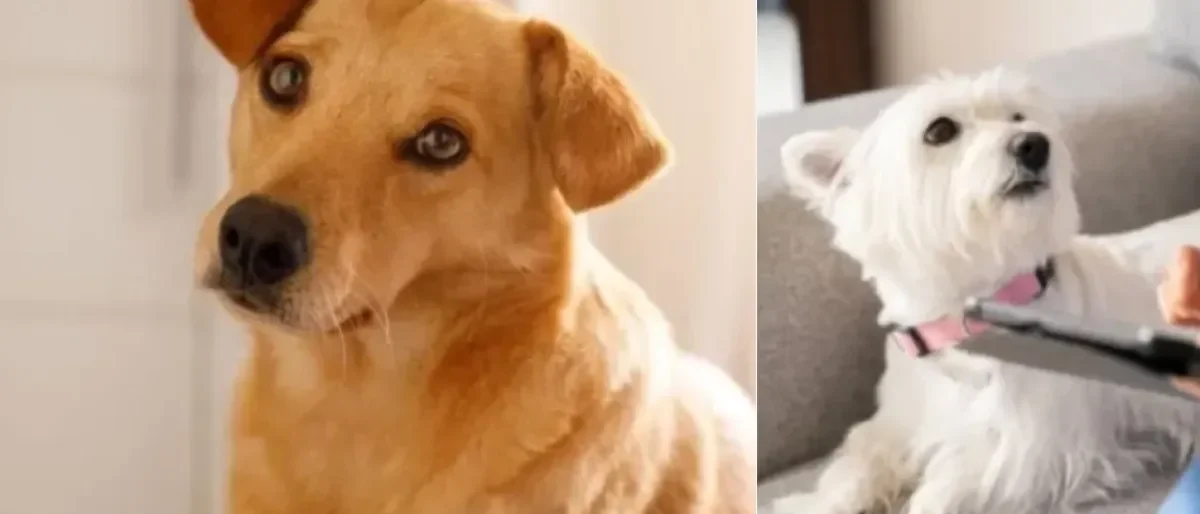 Mascotas perdidas Cali — Mascotas perdidas en Cali tras sismo: piden activar protocolos de búsqueda