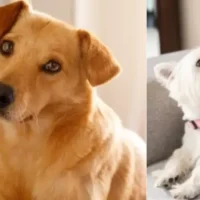 Mascotas perdidas Cali — Mascotas perdidas en Cali tras sismo: piden activar protocolos de búsqueda