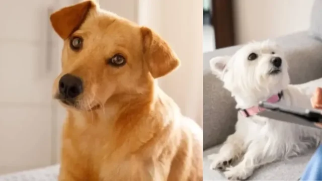 Mascotas perdidas Cali — Mascotas perdidas en Cali tras sismo: piden activar protocolos de búsqueda