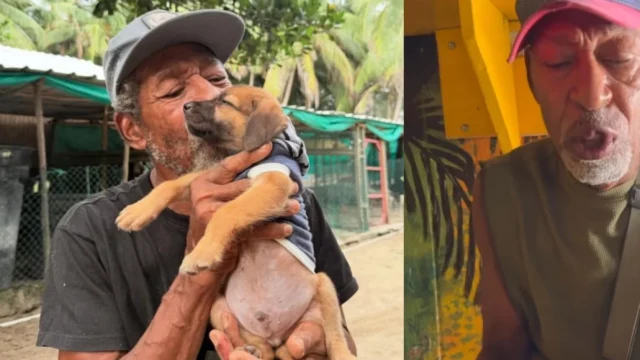 Robo kiosco animales — Robo kiosco animales: Fundación "Kellan" denuncia hurto en San Andrés