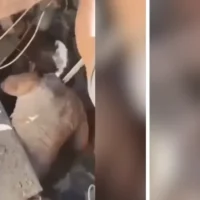 Rescate madre bebé Cali — Rescate madre bebé Cali: Operativo exitoso tras el sismo de 7.4 grados