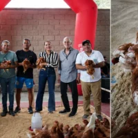 producción huevos Atlántico — Producción Huevos Atlántico: Familias Rurales Fortalecen sus Ingresos con Aves P