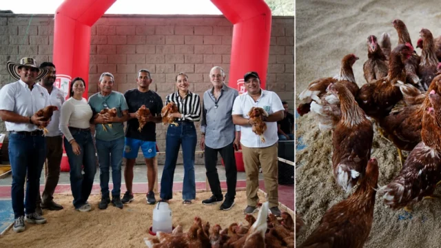 producción huevos Atlántico — Producción Huevos Atlántico: Familias Rurales Fortalecen sus Ingresos con Aves P