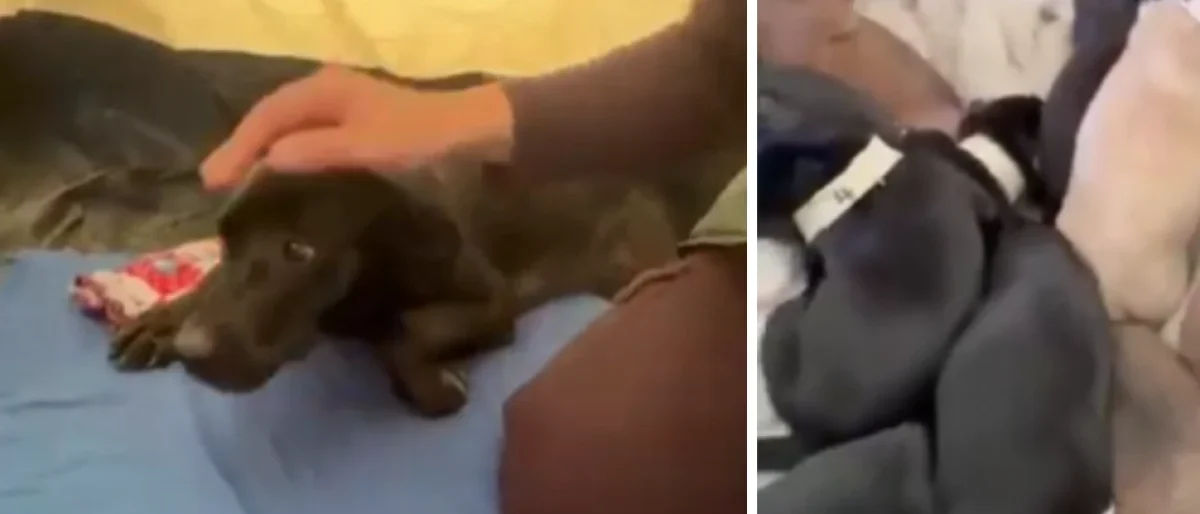 Rescate animal Pereira — Rescate animal Pereira: Reina y sus diez cachorros sobreviven al sismo de 7.4