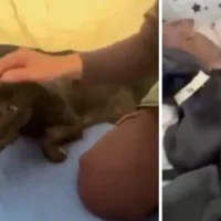 Rescate animal Pereira — Rescate animal Pereira: Reina y sus diez cachorros sobreviven al sismo de 7.4