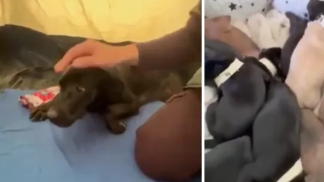 Rescate animal Pereira — Rescate animal Pereira: Reina y sus diez cachorros sobreviven al sismo de 7.4