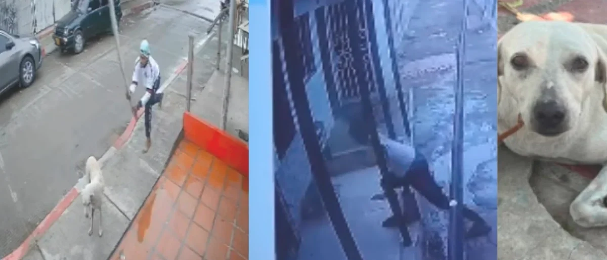 maltrato animal Barranquilla — Caso de maltrato animal Barranquilla reaviva debate sobre protección