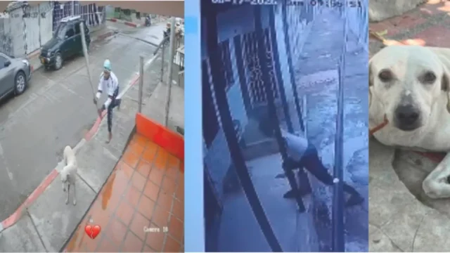 maltrato animal Barranquilla — Caso de maltrato animal Barranquilla reaviva debate sobre protección