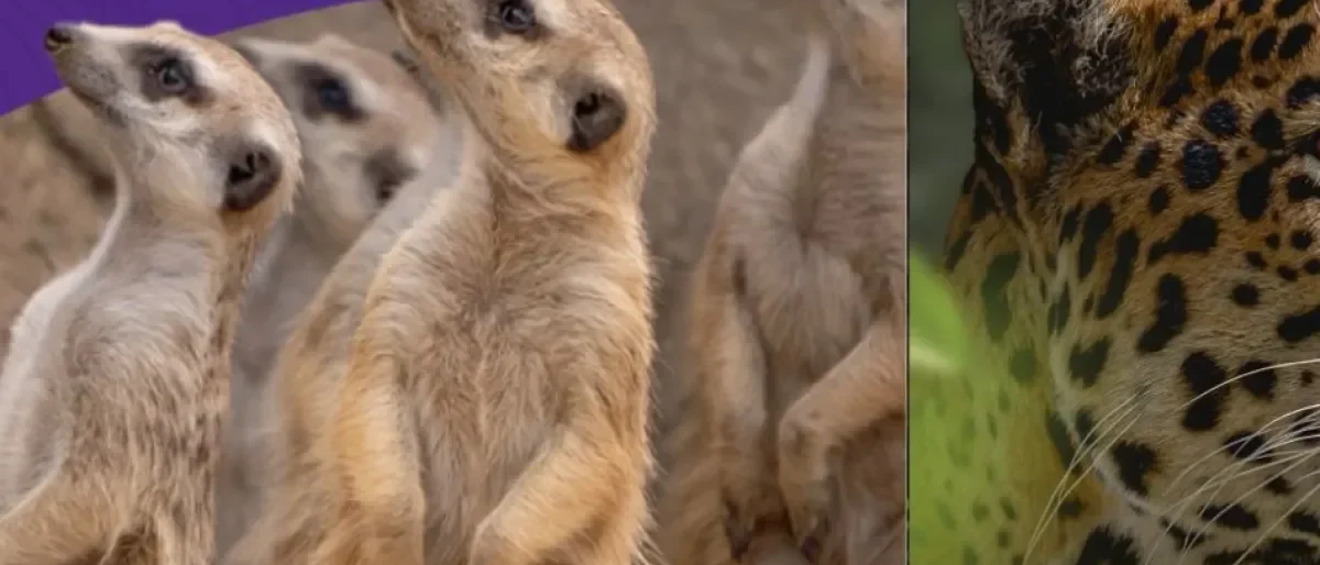 Bioparque Ukumarí recursos — Bioparque Ukumarí Recursos: Un llamado urgente por la fauna colombiana