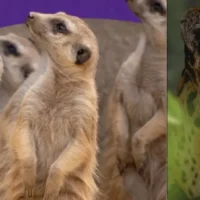 Bioparque Ukumarí recursos — Bioparque Ukumarí Recursos: Un llamado urgente por la fauna colombiana