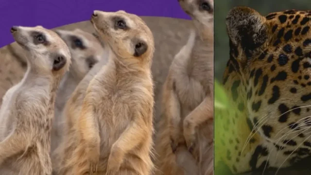 Bioparque Ukumarí recursos — Bioparque Ukumarí Recursos: Un llamado urgente por la fauna colombiana