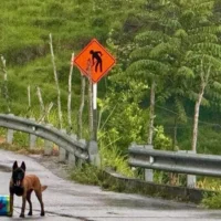 Vía Medellín Ituango — Neutralizan Explosivo en Vía Medellín Ituango: Implicaciones de Seguridad en Ant