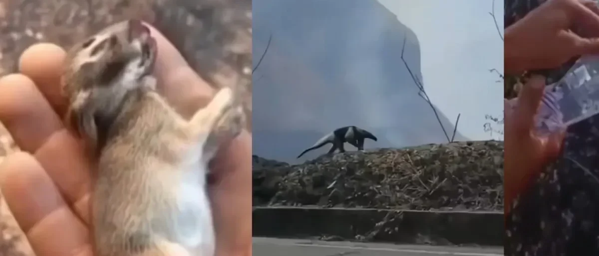 Rescate fauna silvestre — Incendios en Tolima: Estrategias para el Rescate Fauna Silvestre Afectada